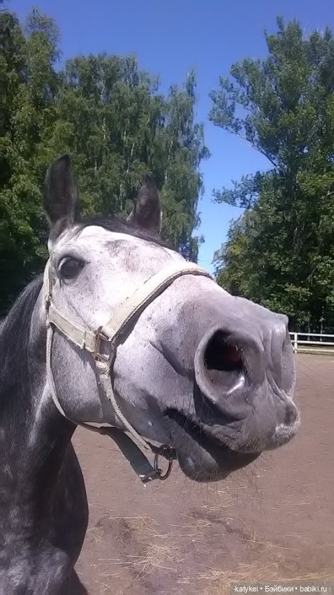 Что есть на конюшне — Интересные игрушки и фигурки (разное): редкие