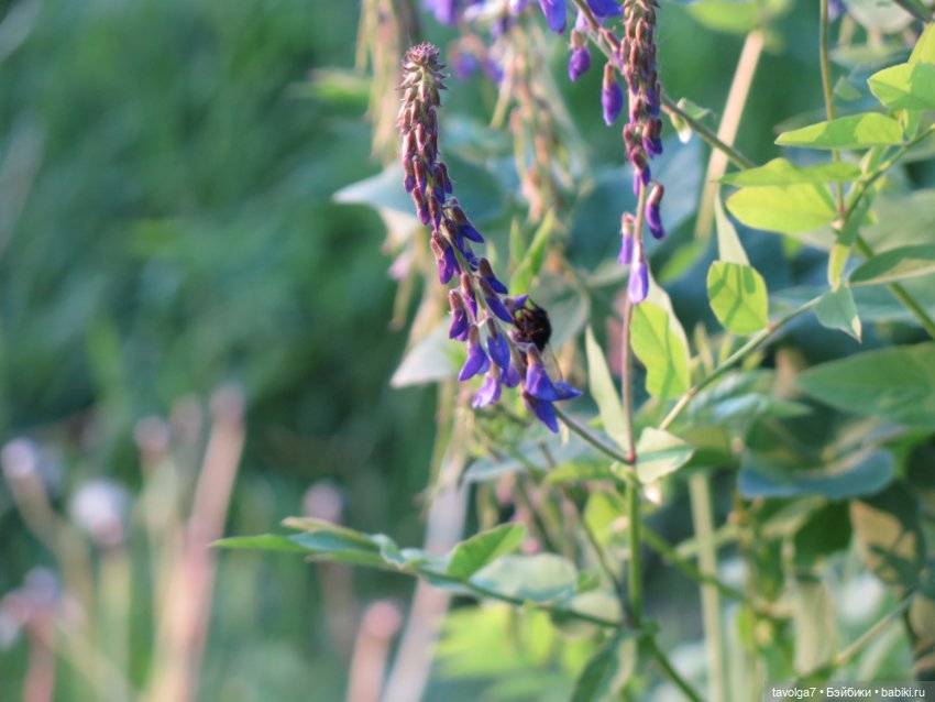 Куклы Kidz'n'Cats (Соня Хартман): шарнирные 46 см