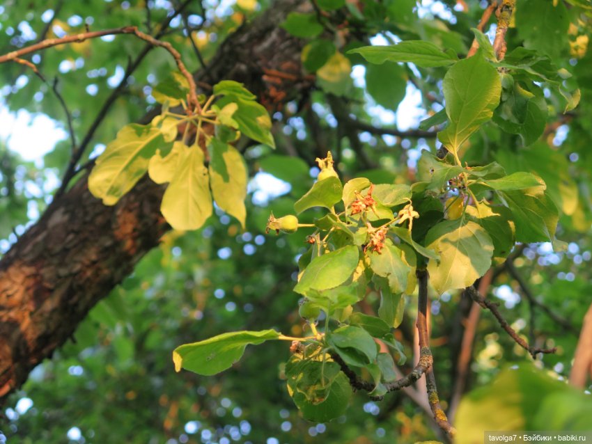 Куклы Kidz'n'Cats (Соня Хартман): шарнирные 46 см