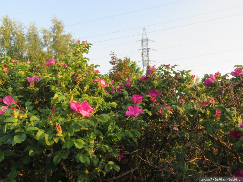 Куклы Kidz'n'Cats (Соня Хартман): шарнирные 46 см (фото 6)