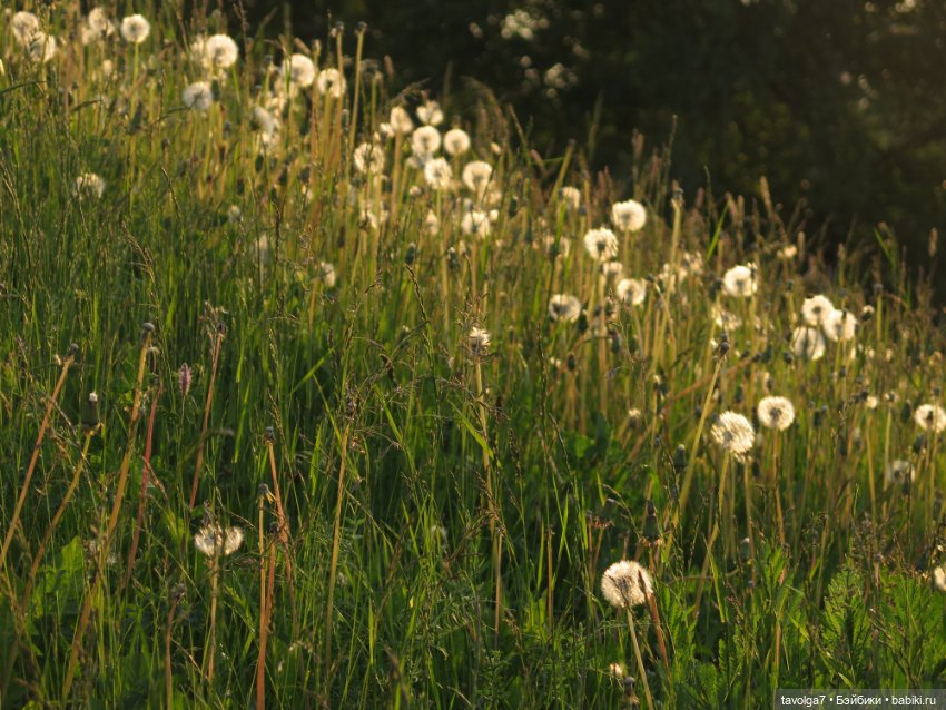 Куклы Kidz'n'Cats (Соня Хартман): шарнирные 46 см (фото 4)