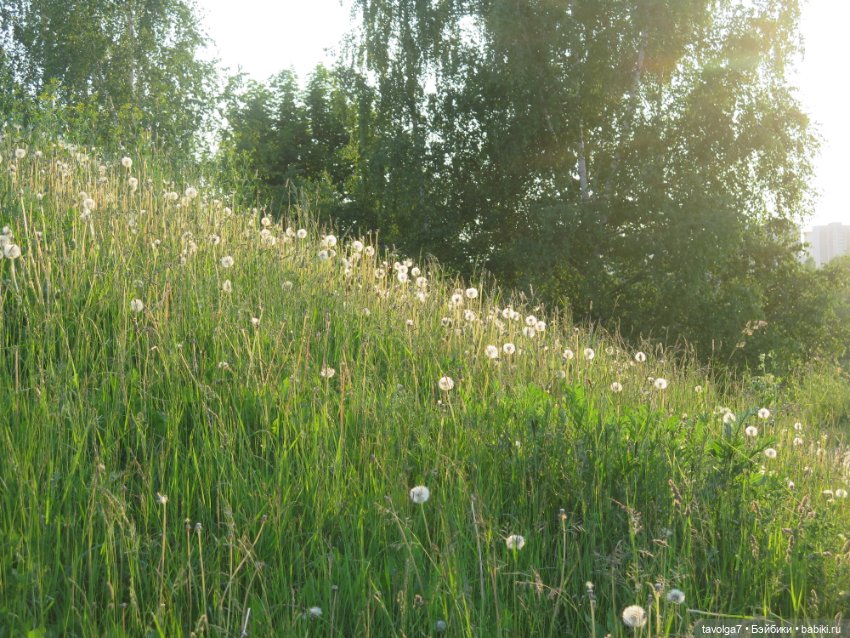 Куклы Kidz'n'Cats (Соня Хартман): шарнирные 46 см (фото 3)