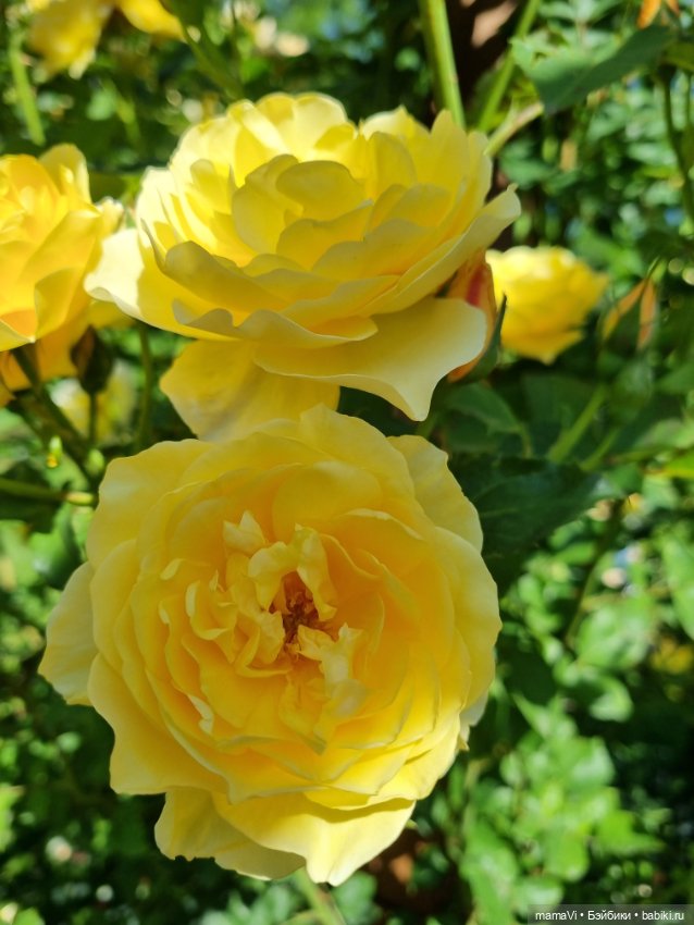 Розы. Солнце. Кисловодск — Туризм и путешествия: фотоотчеты из поездок