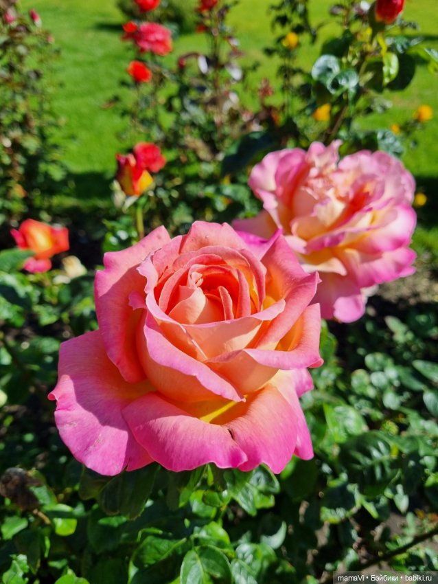 Розы. Солнце. Кисловодск — Туризм и путешествия: фотоотчеты из поездок