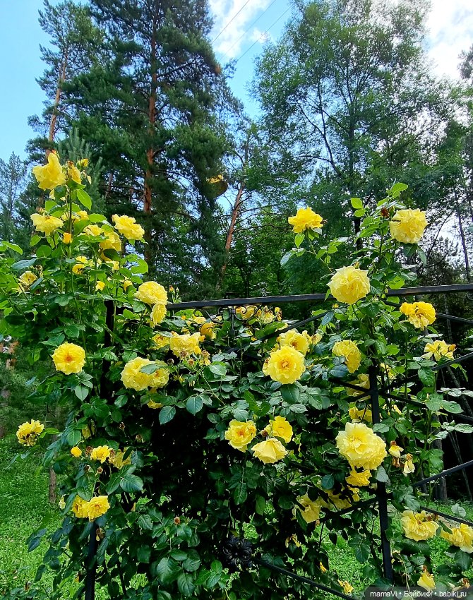 Розы. Солнце. Кисловодск — Туризм и путешествия: фотоотчеты из поездок