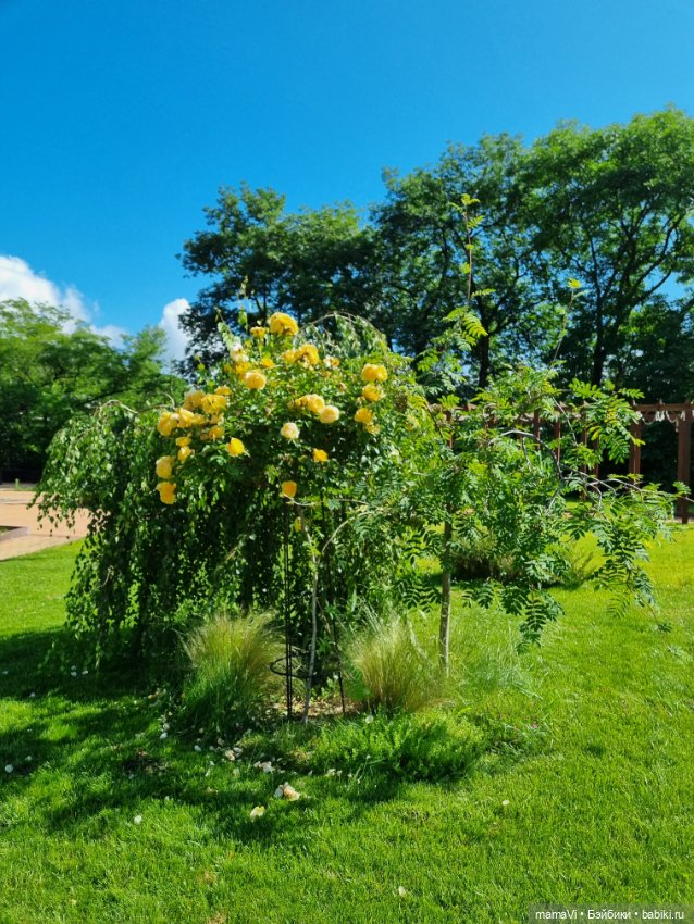 Розы. Солнце. Кисловодск — Туризм и путешествия: фотоотчеты из поездок