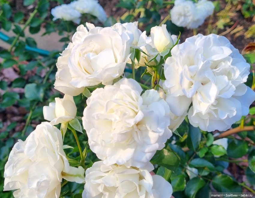 Розы. Солнце. Кисловодск — Туризм и путешествия: фотоотчеты из поездок