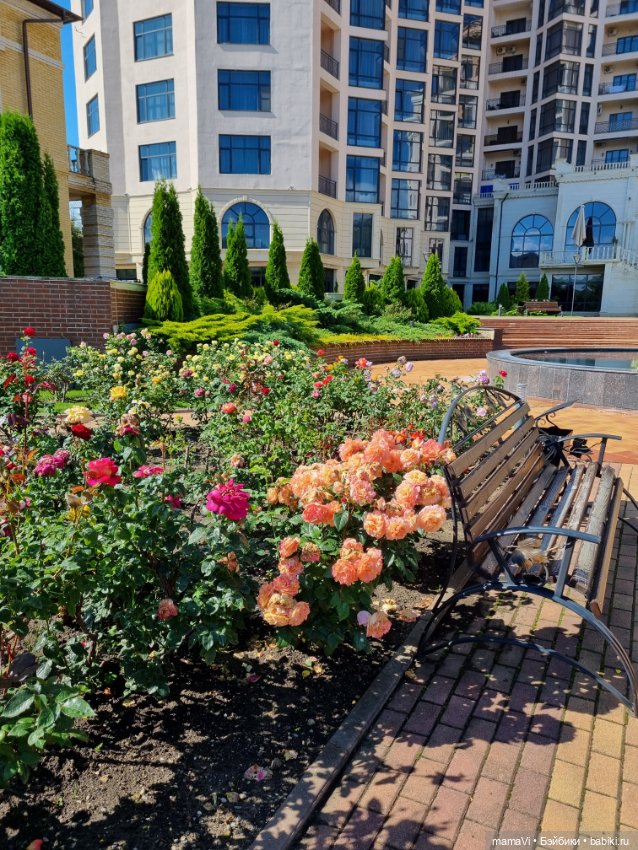 Розы. Солнце. Кисловодск — Туризм и путешествия: фотоотчеты из поездок (фото 8)