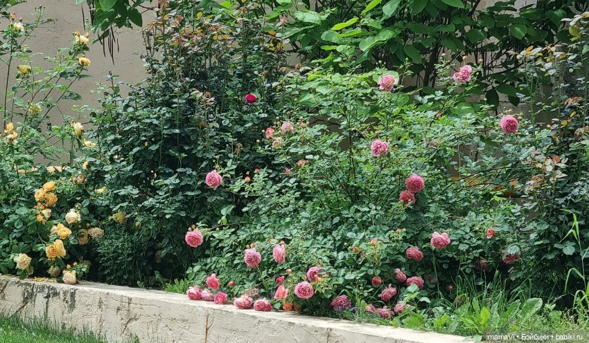 Розы. Солнце. Кисловодск — Туризм и путешествия: фотоотчеты из поездок