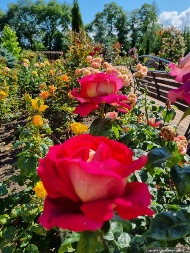 Розы. Солнце. Кисловодск — Туризм и путешествия: фотоотчеты из поездок (фото 6)