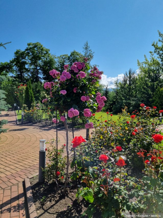 Розы. Солнце. Кисловодск — Туризм и путешествия: фотоотчеты из поездок (фото 9)