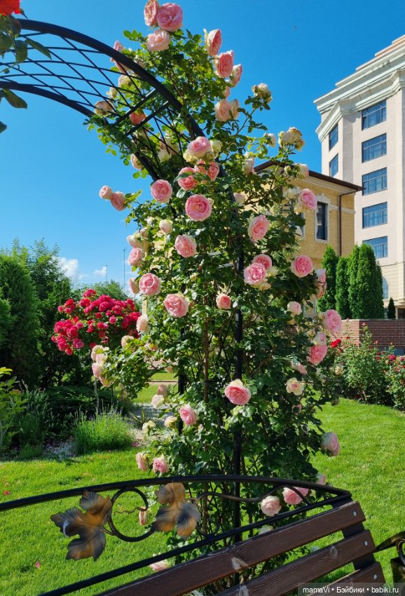 Розы. Солнце. Кисловодск — Туризм и путешествия: фотоотчеты из поездок (фото 10)