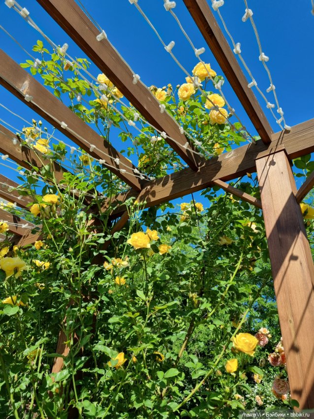 Розы. Солнце. Кисловодск — Туризм и путешествия: фотоотчеты из поездок