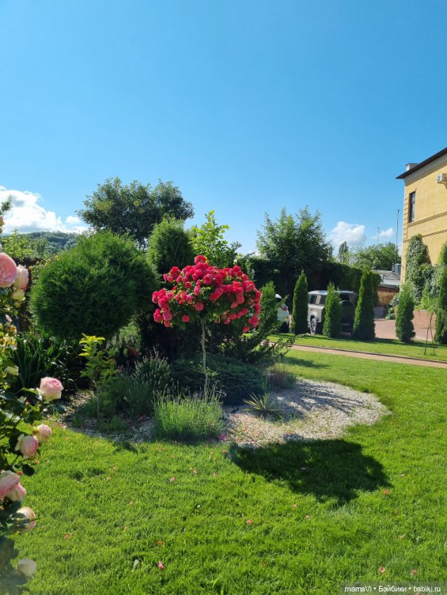 Розы. Солнце. Кисловодск — Туризм и путешествия: фотоотчеты из поездок