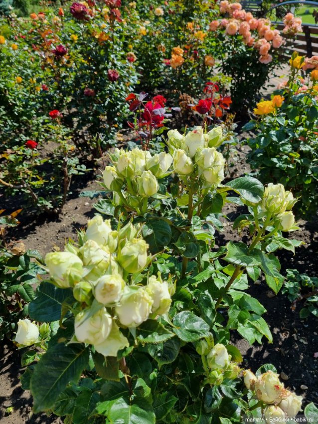 Розы. Солнце. Кисловодск — Туризм и путешествия: фотоотчеты из поездок