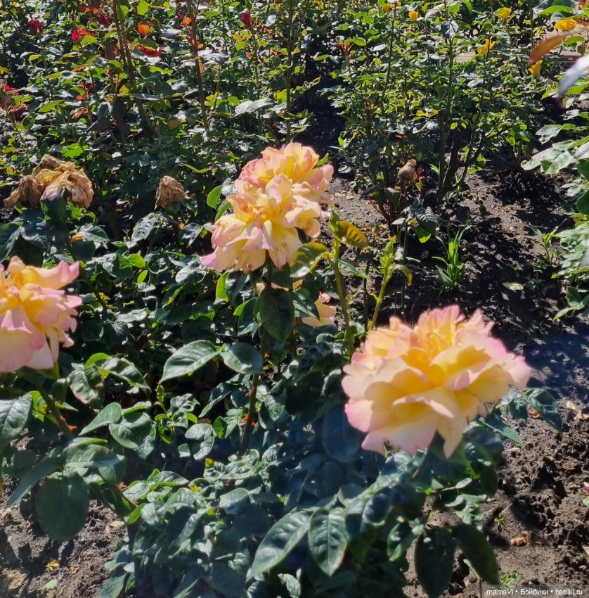 Розы. Солнце. Кисловодск — Туризм и путешествия: фотоотчеты из поездок