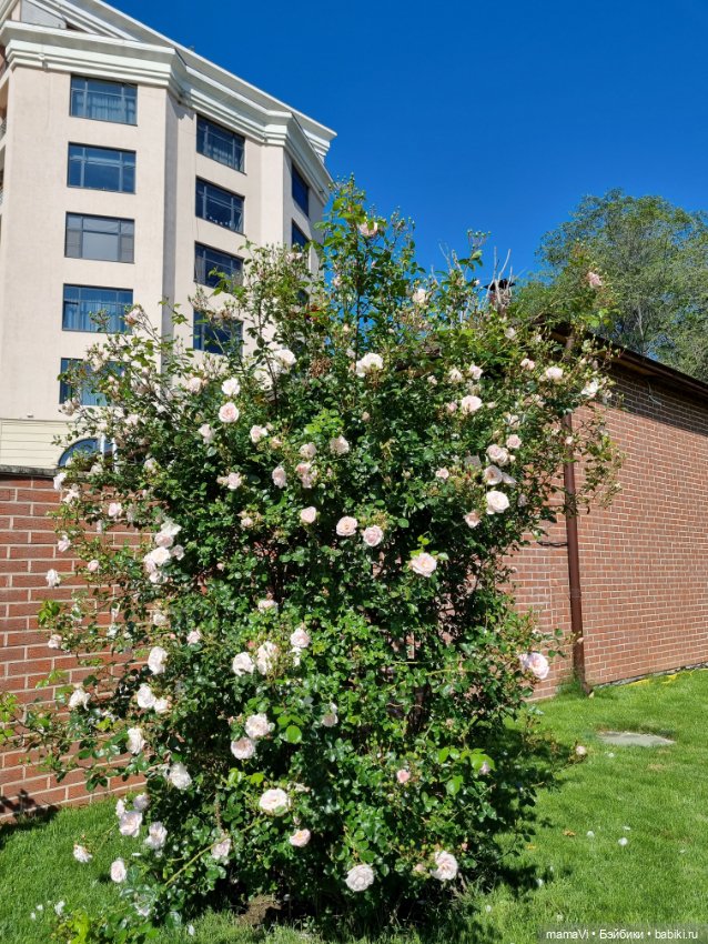 Розы. Солнце. Кисловодск — Туризм и путешествия: фотоотчеты из поездок