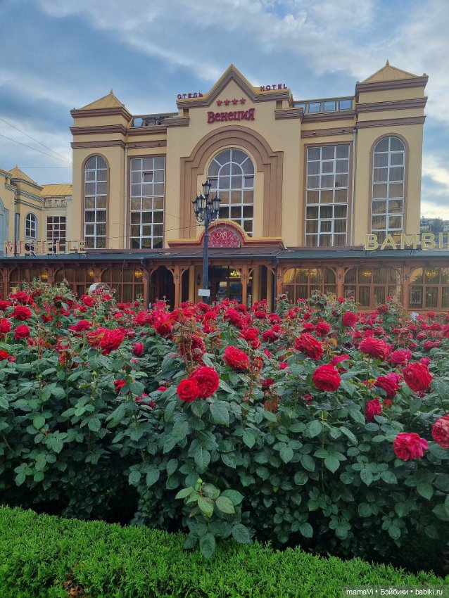 Розы. Солнце. Кисловодск — Туризм и путешествия: фотоотчеты из поездок