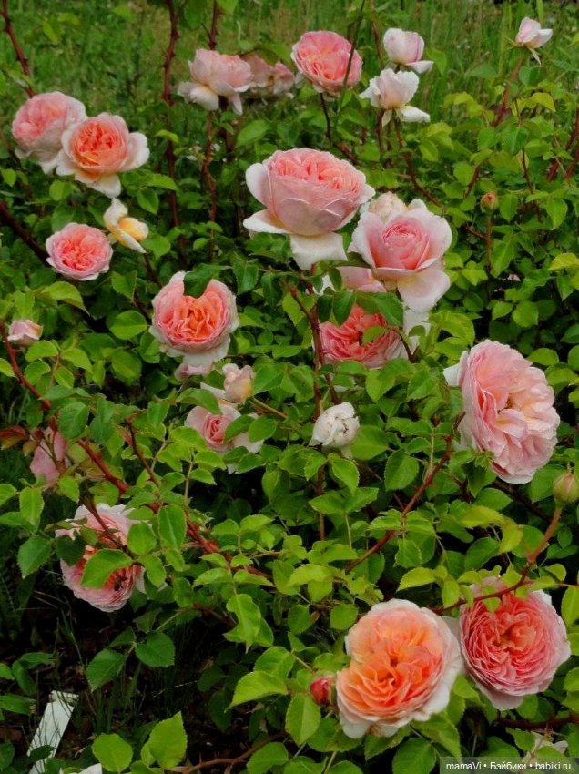 Розы. Солнце. Кисловодск — Туризм и путешествия: фотоотчеты из поездок (фото 7)