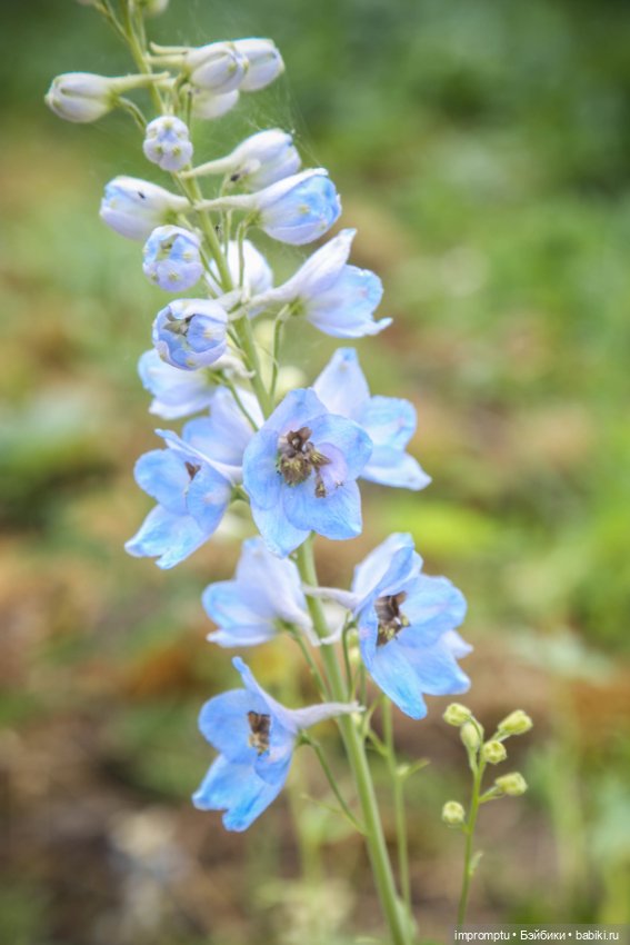 Цветы и куклы — Одежда и обувь для кукол своими руками: фото