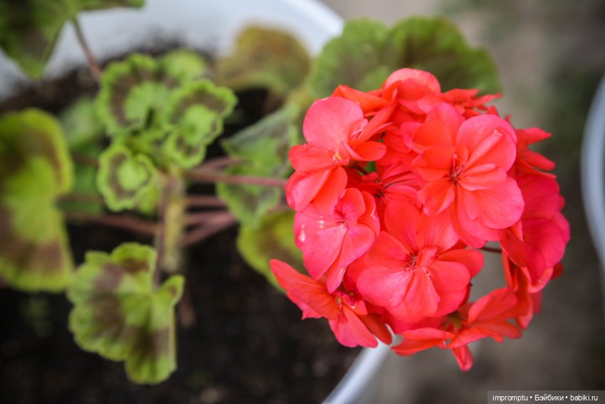 Цветы и куклы — Одежда и обувь для кукол своими руками: фото