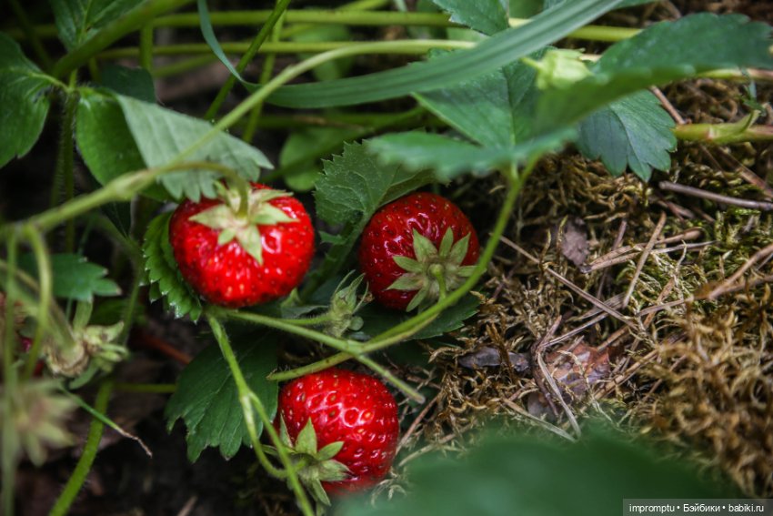 Цветы и куклы — Одежда и обувь для кукол своими руками: фото