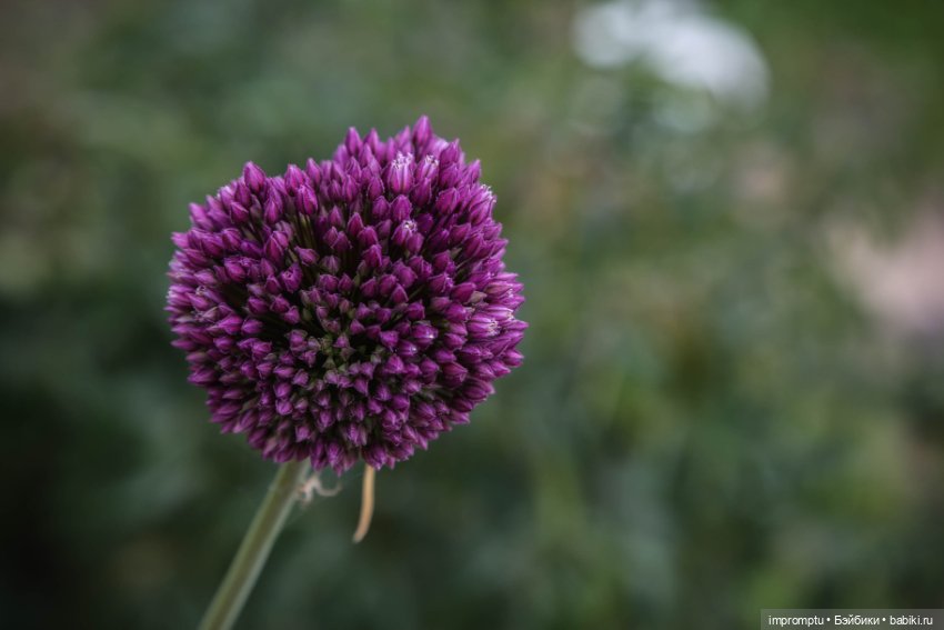 Цветы и куклы — Одежда и обувь для кукол своими руками: фото