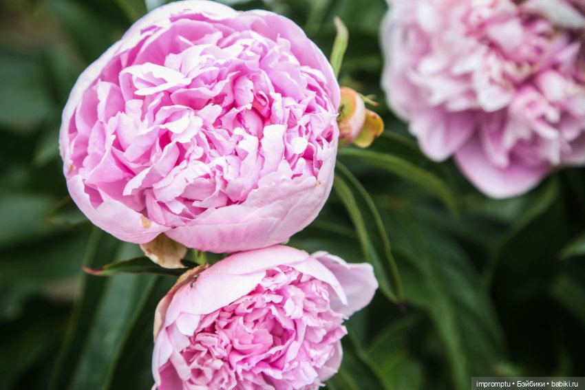 Цветы и куклы — Одежда и обувь для кукол своими руками: фото