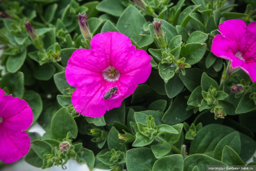 Цветы и куклы — Одежда и обувь для кукол своими руками: фото