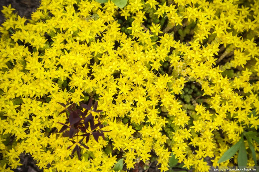 Цветы и куклы — Одежда и обувь для кукол своими руками: фото (фото 6)