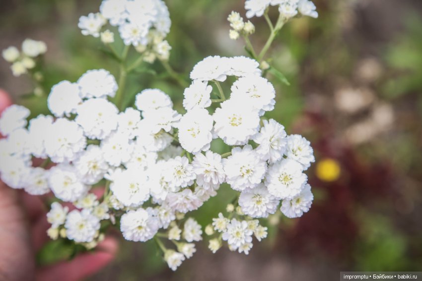 Цветы и куклы — Одежда и обувь для кукол своими руками: фото