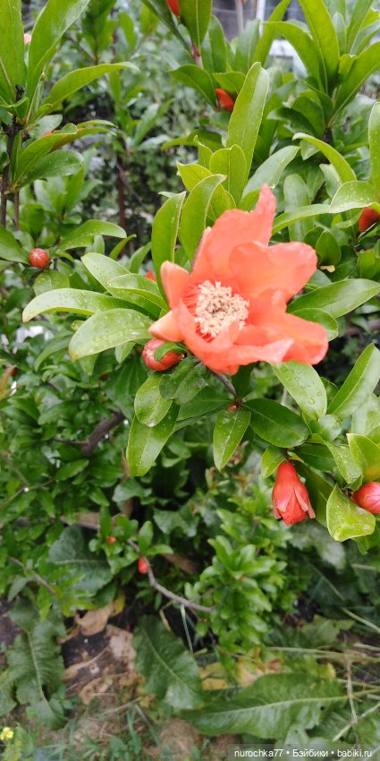 Лето бывает разным — Куклы Baboliy (Баболи