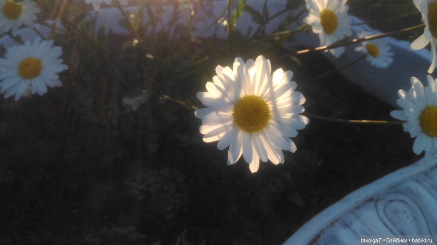 Азиатские виниловые куклы (разное): Китай