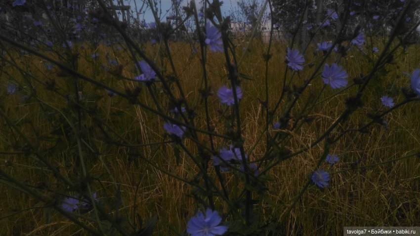 Азиатские виниловые куклы (разное): Китай (фото 4)