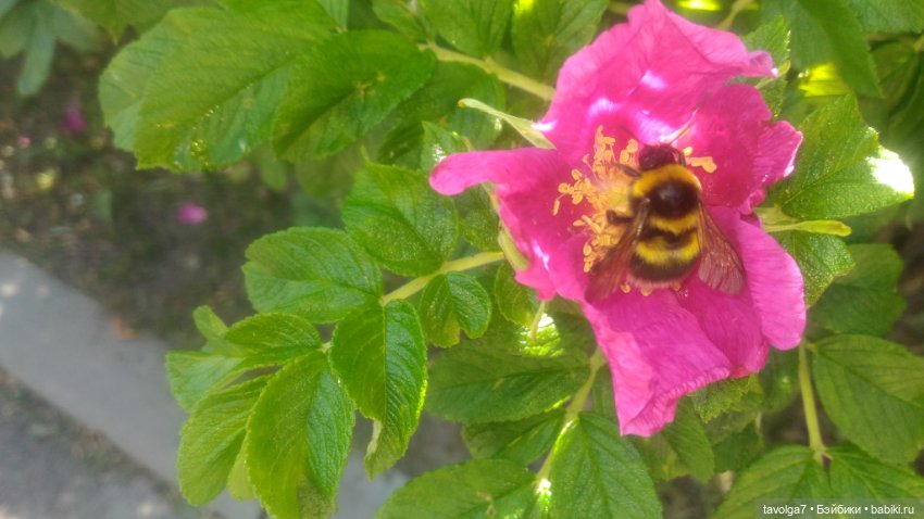 Азиатские виниловые куклы (разное): Китай