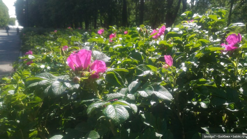 Азиатские виниловые куклы (разное): Китай (фото 10)