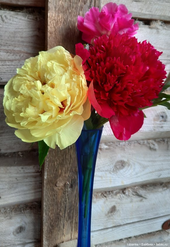 Жёлтое и красное💛❤ — Винтажные куклы ГДР (Немки): Бигги