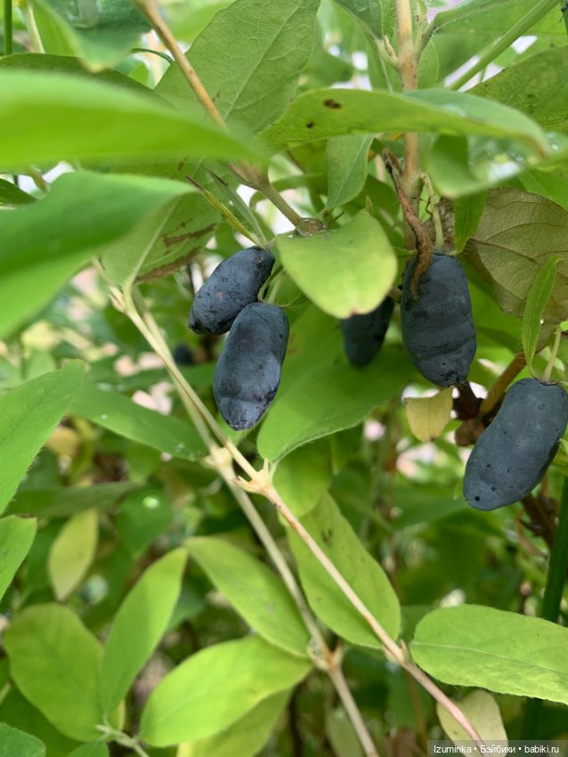 Маленькая девочка. Paola Reina ООАК (фото 10)