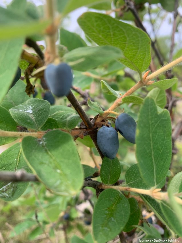 Маленькая девочка. Paola Reina ООАК