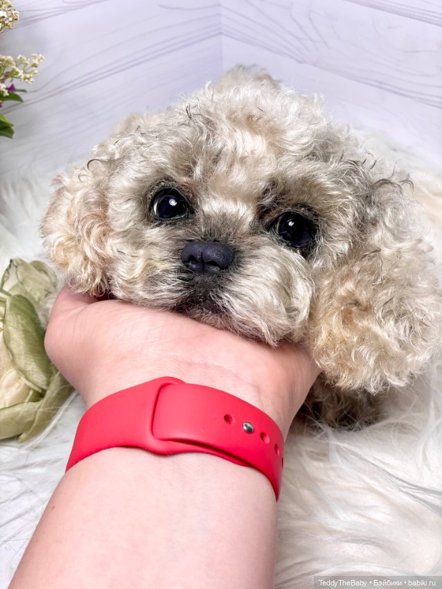 Хати 🐶🐾🐾🐾 — Реалистичные игрушки и звери (Натюр): собаки (фото 3)