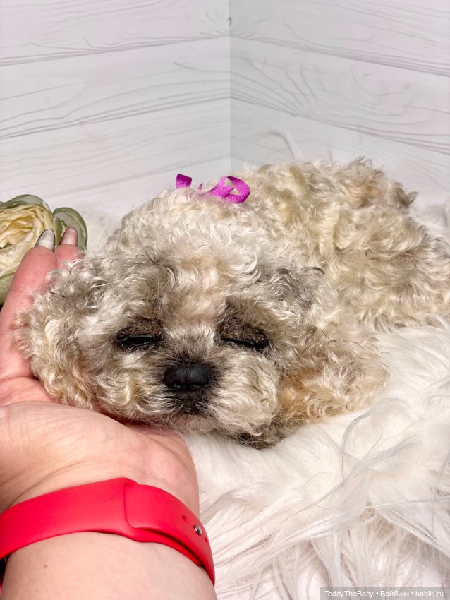 Хати 🐶🐾🐾🐾 — Реалистичные игрушки и звери (Натюр): собаки