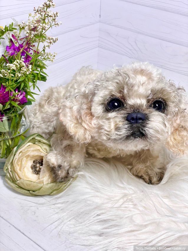 Хати 🐶🐾🐾🐾 — Реалистичные игрушки и звери (Натюр): собаки (фото 2)