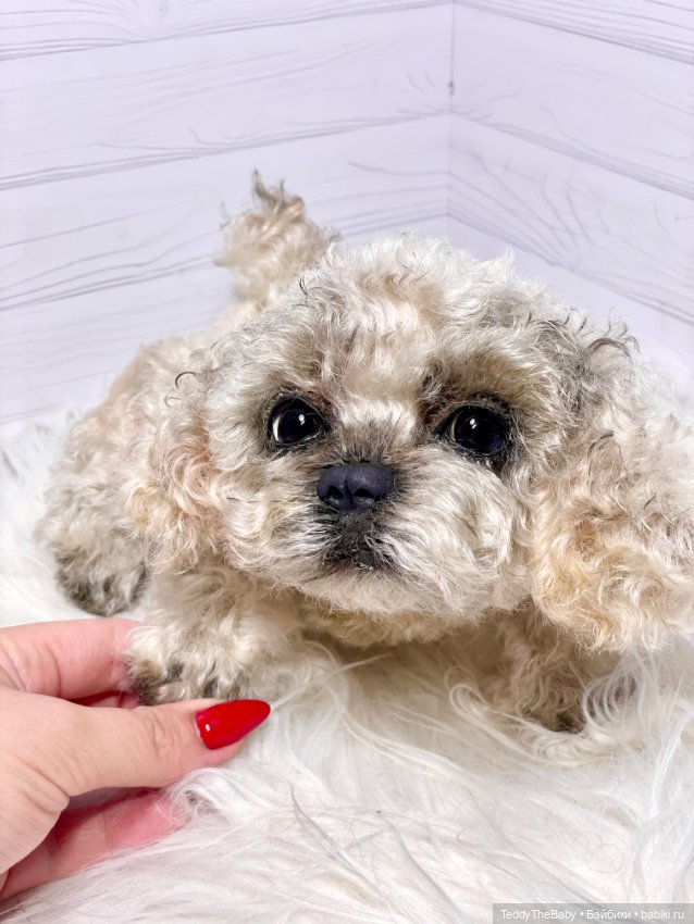 Хати 🐶🐾🐾🐾 — Реалистичные игрушки и звери (Натюр): собаки (фото 9)