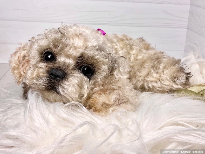 Хати 🐶🐾🐾🐾 — Реалистичные игрушки и звери (Натюр): собаки