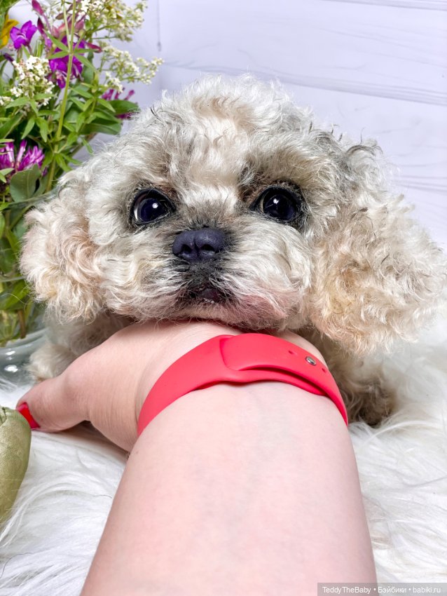 Хати 🐶🐾🐾🐾 — Реалистичные игрушки и звери (Натюр): собаки (фото 6)