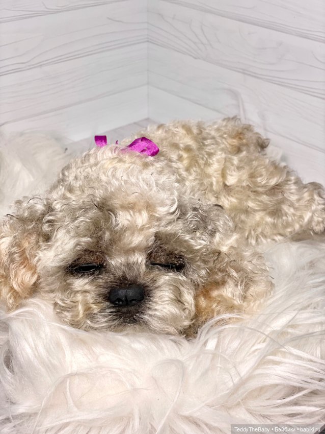 Хати 🐶🐾🐾🐾 — Реалистичные игрушки и звери (Натюр): собаки