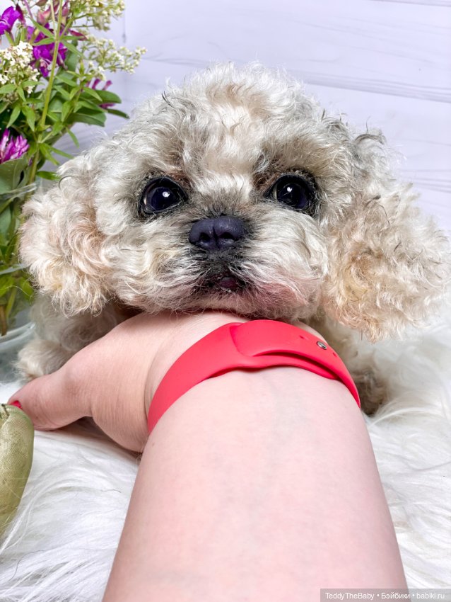 Хати 🐶🐾🐾🐾 — Реалистичные игрушки и звери (Натюр): собаки (фото 7)