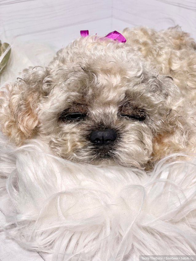 Хати 🐶🐾🐾🐾 — Реалистичные игрушки и звери (Натюр): собаки