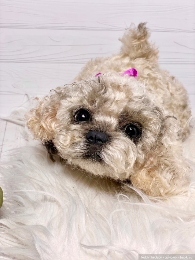 Хати 🐶🐾🐾🐾 — Реалистичные игрушки и звери (Натюр): собаки