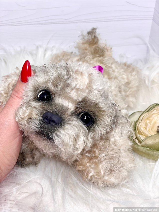 Хати 🐶🐾🐾🐾 — Реалистичные игрушки и звери (Натюр): собаки